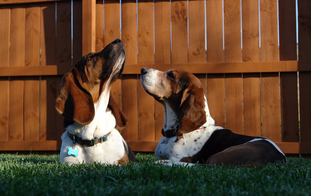 Basset Hound: The Easygoing Observer (image credits: flickr)