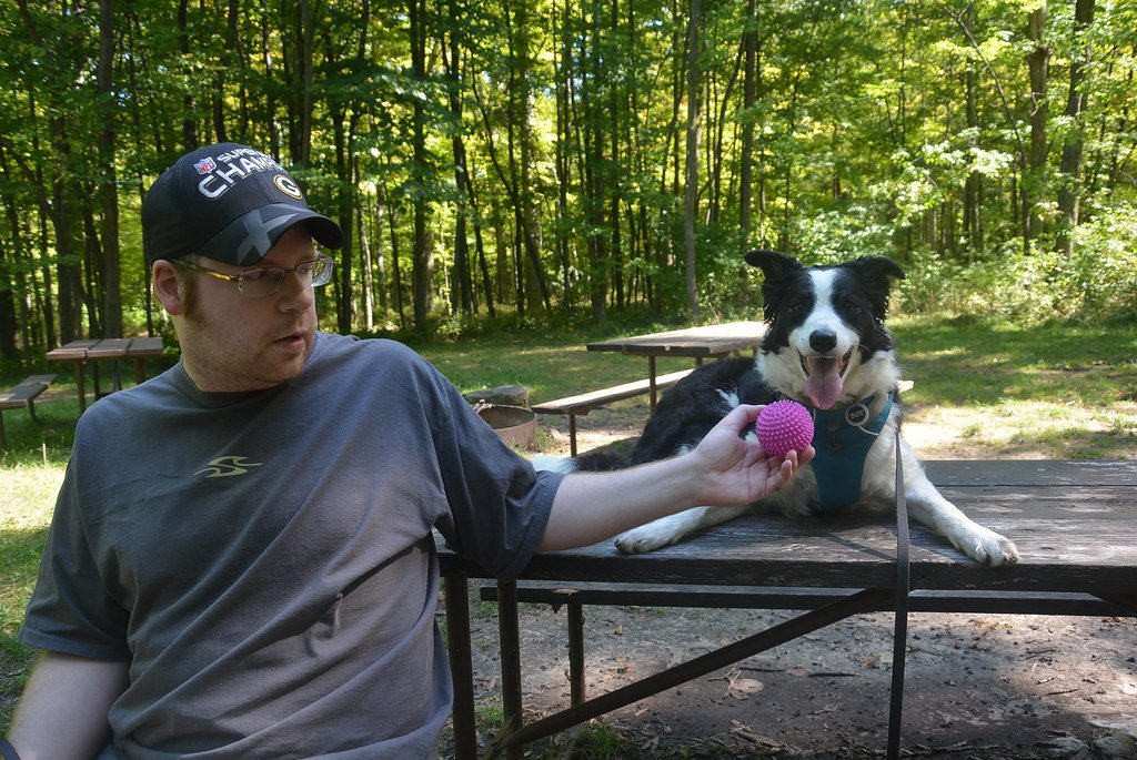 Collie: The Gentle Guardian (image credits: flickr)