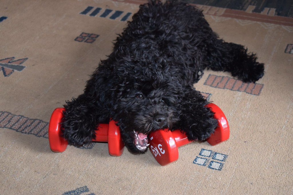 Puli: The Mop Dog Marvel (image credits: flickr)