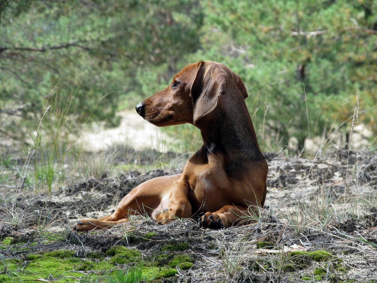 Dachshund (image credits: pixabay)