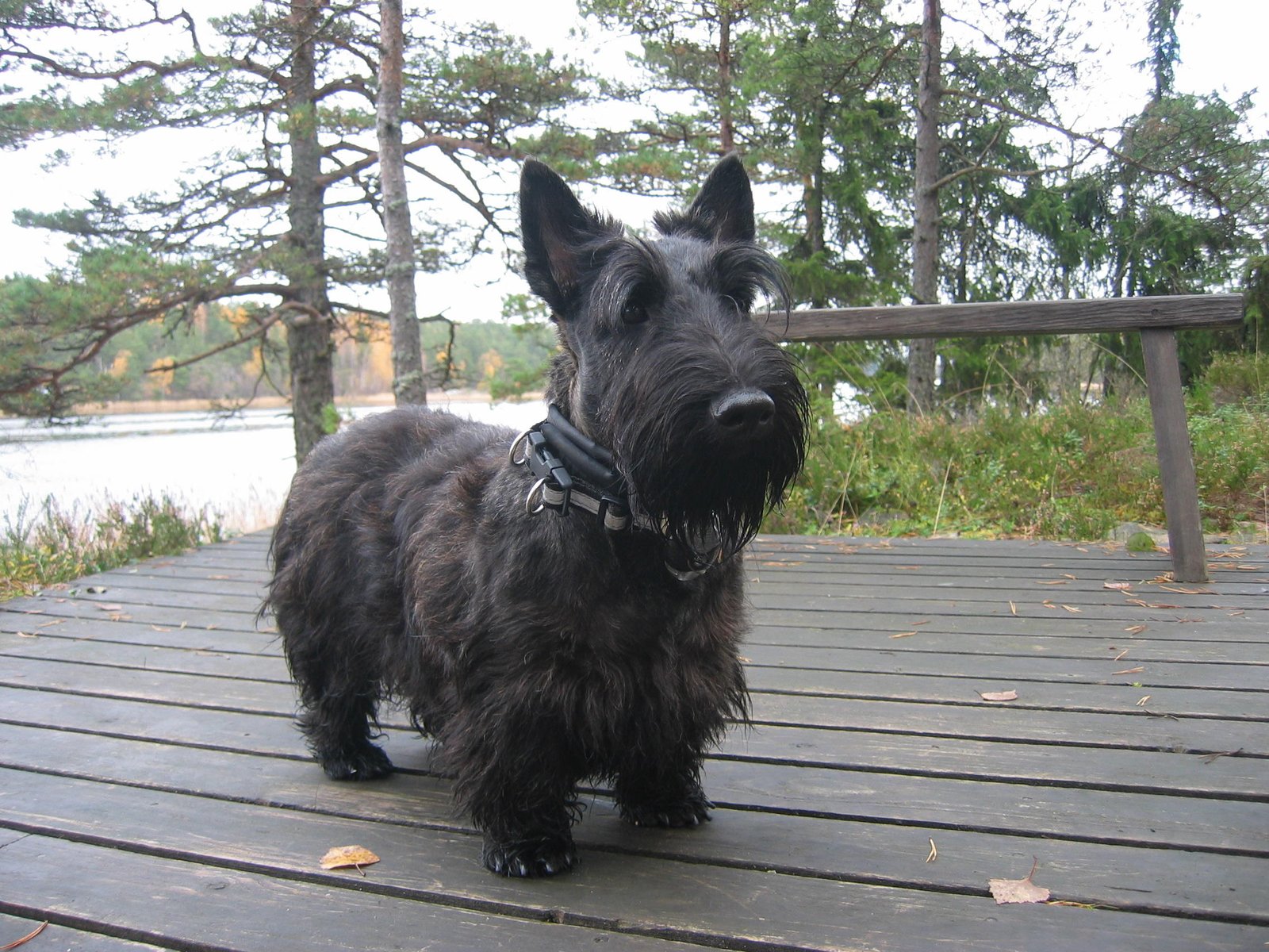 Scottish Terrier (image credits: wikimedia)