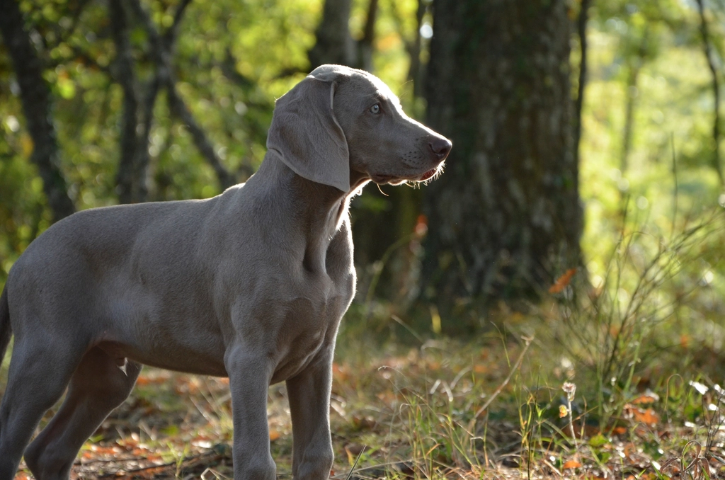 Weimaraner (image credits: rawpixel)