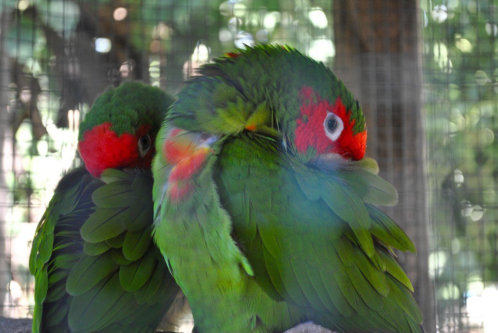 Forgetting Veterinary Care (image credits: flickr)