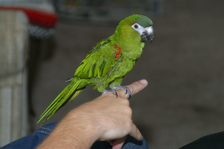 12 Common Mistakes That Lead To Unhappy Parrots