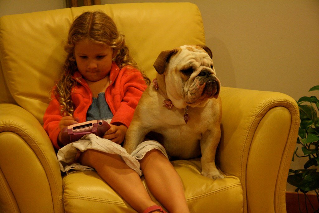 Bulldog: The Lovable Couch Potato with a Will of Steel (image credits: flickr)
