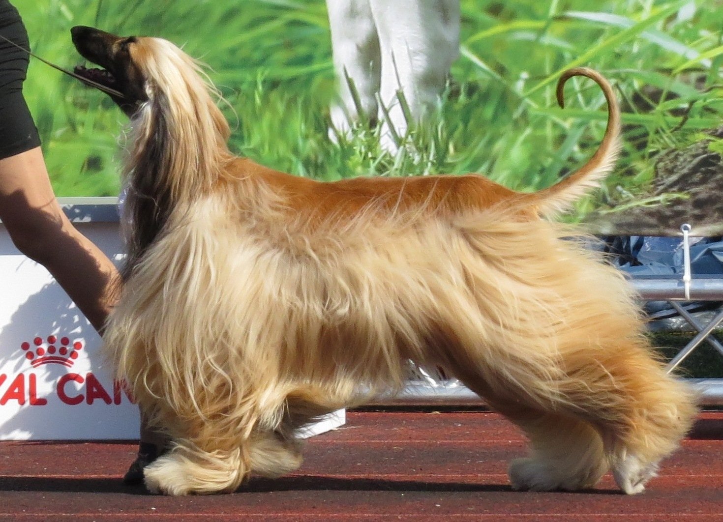 Afghan Hound: Beauty with an Independent Mind (image credits: wikimedia)