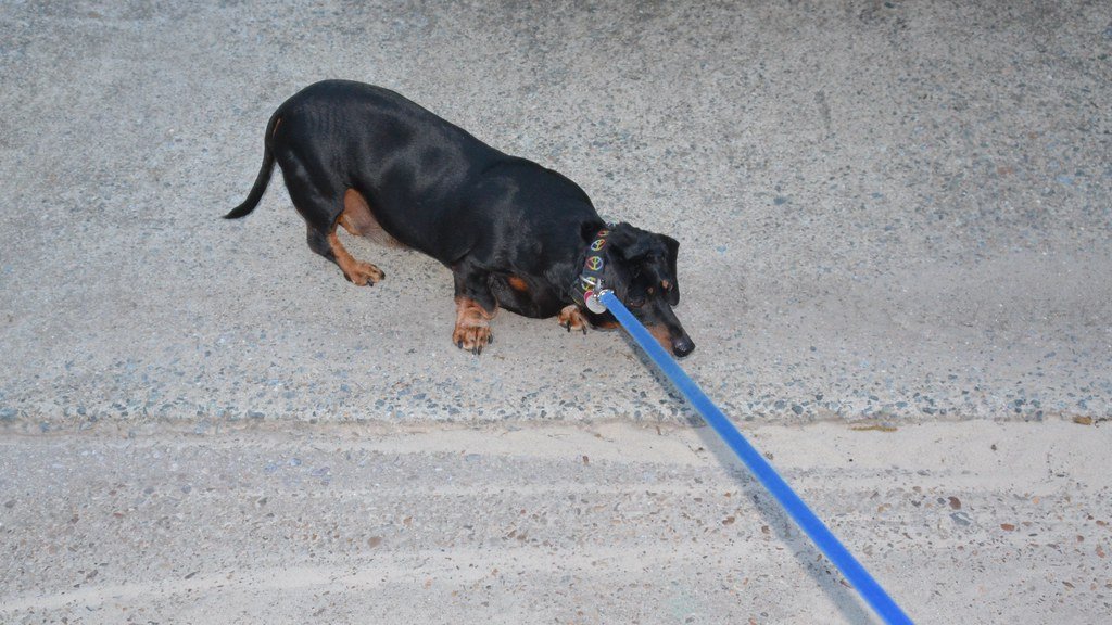 Dachshund: The Determined Digger (image credits: flickr)