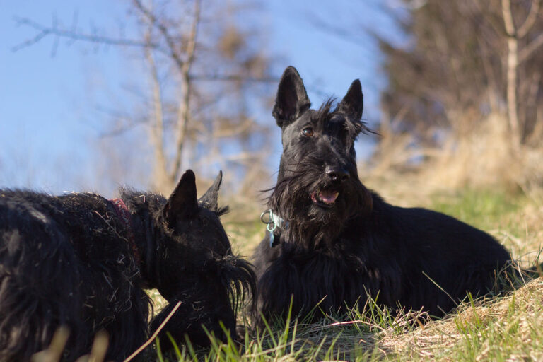 10 Dog Breeds Known for Stubbornness That Frustrate Even Experts