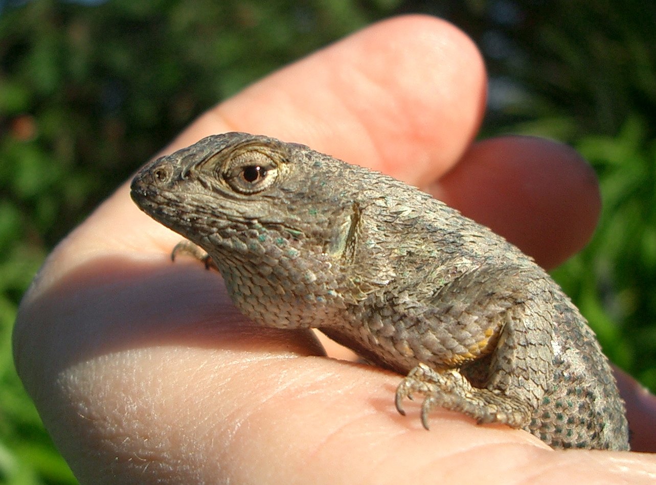 Unintentional Handling Stress (image credits: wikimedia)