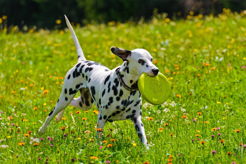 Dalmatian (image credits: flickr)