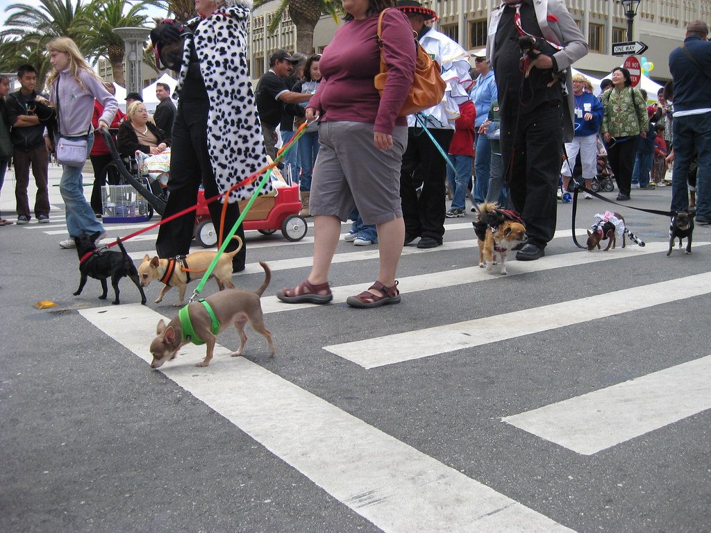 Community Events and Chihuahua Celebrations (image credits: flickr)