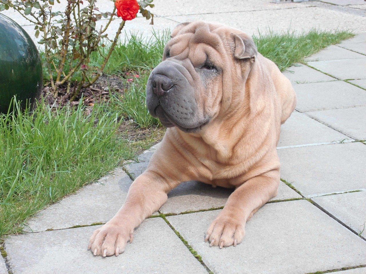 Shar Pei: Wrinkled, Reserved, and Protective (image credits: pixabay)