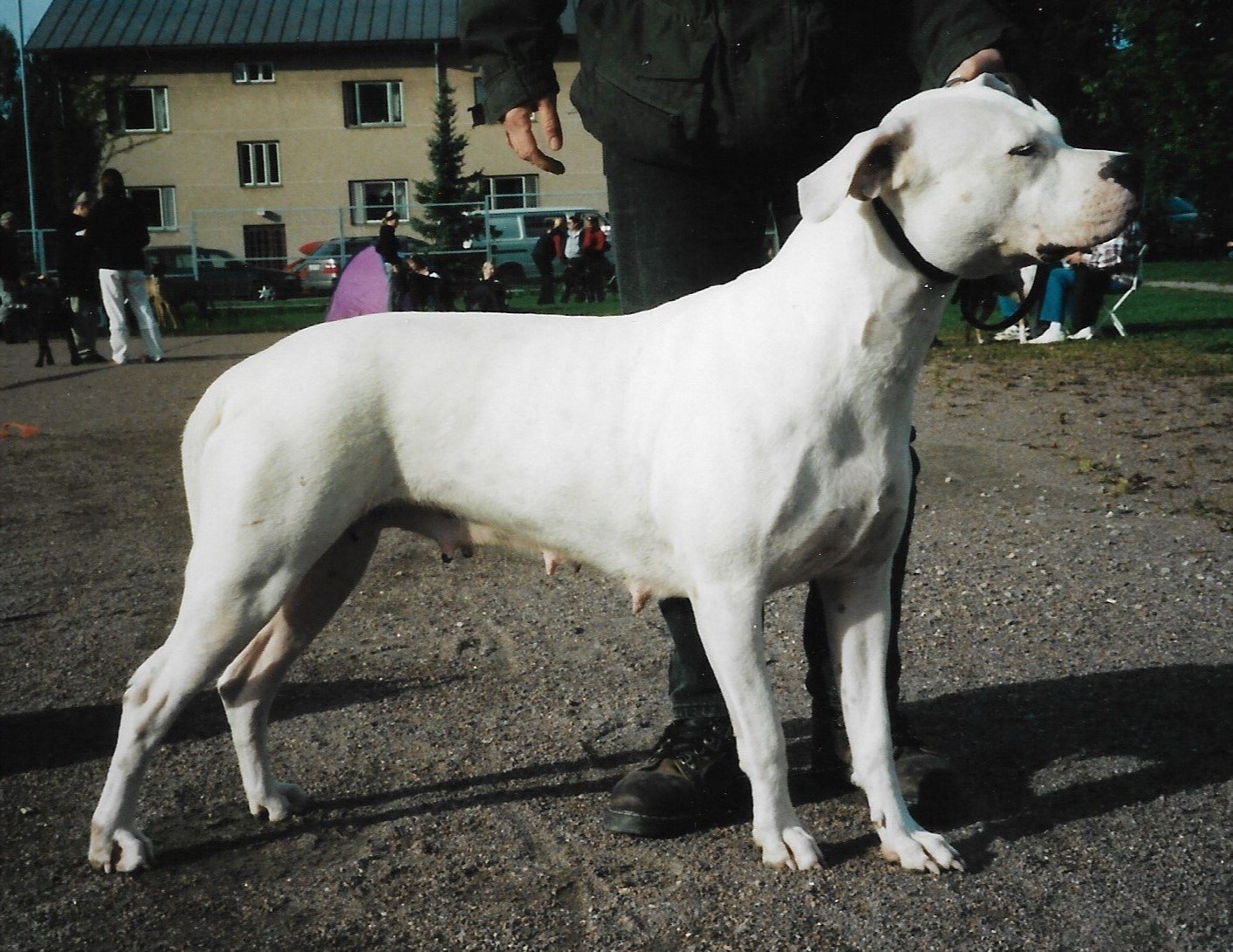 Dogo Argentino: Powerful and Protective (image credits: wikimedia)