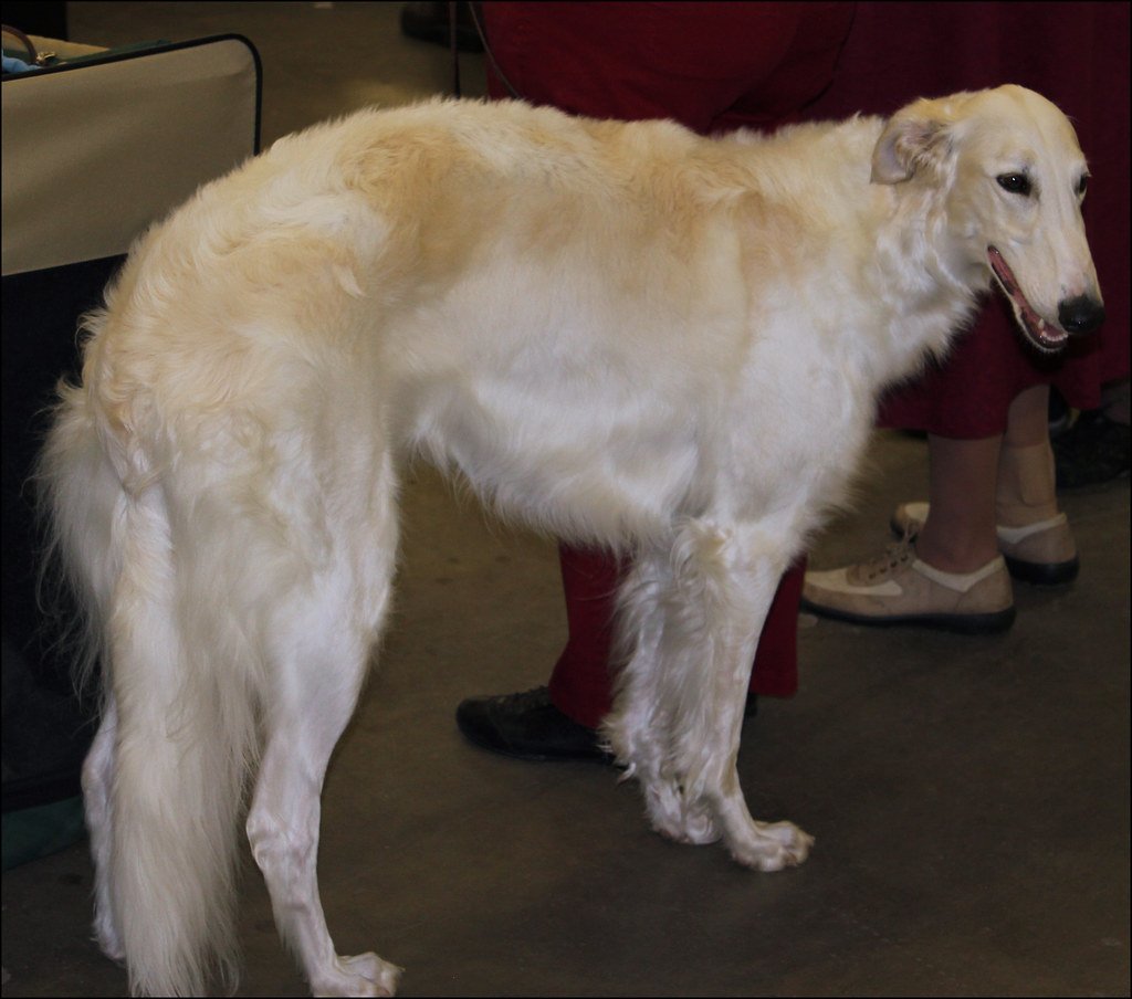 Borzoi: Graceful but Sensitive (image credits: flickr)