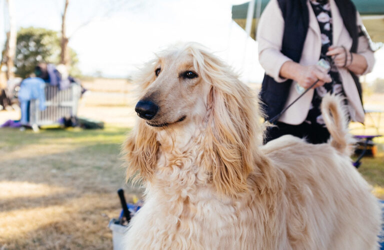 15 Dogs That Are Not as Family-Friendly as They Seem