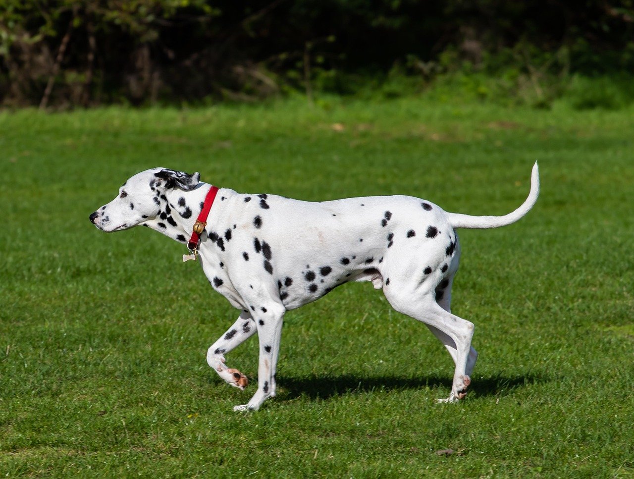 Dalmatian: The Spotted Dynamo (image credits: pixabay)