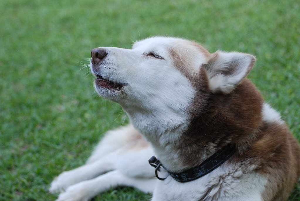 The Vocal Symphony: Not Your Quiet Companion (image credits: flickr)