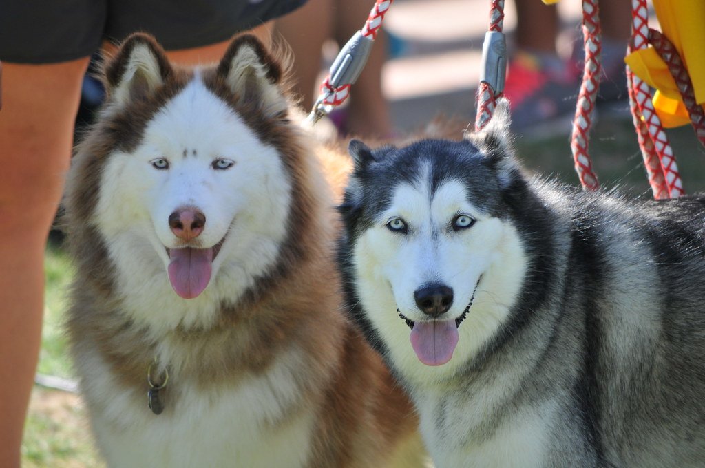The Pack Mentality: Loneliness Is Their Enemy (image credits: flickr)