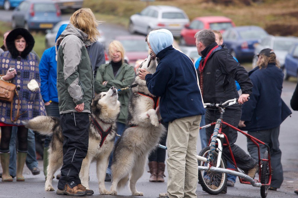 The Social Butterfly: Not Always a Guard Dog (image credits: flickr)