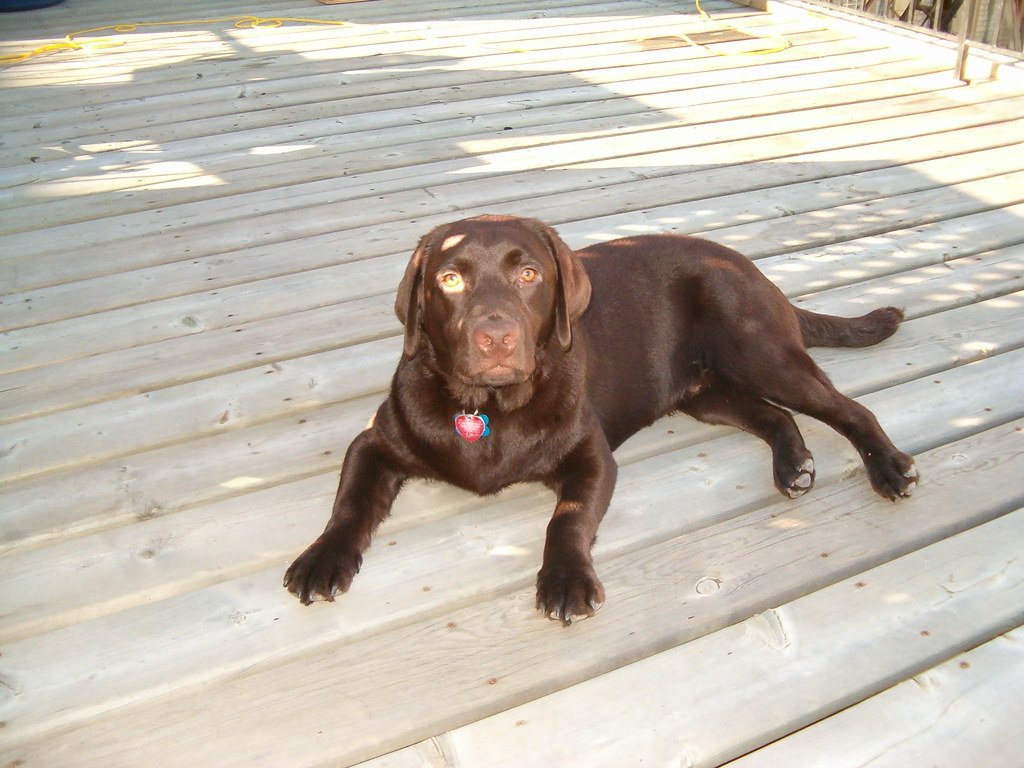 Labrador Retriever (image credits: flickr)