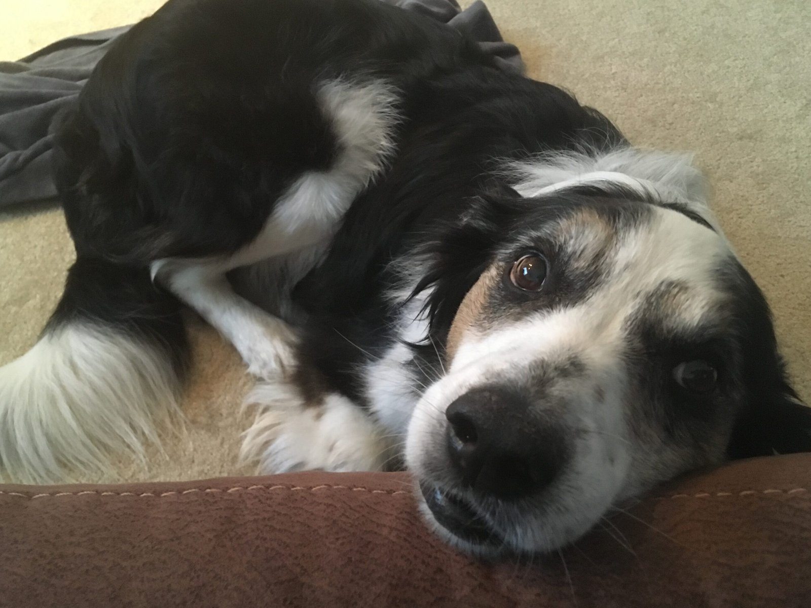 Border Collie (image credits: wikimedia)