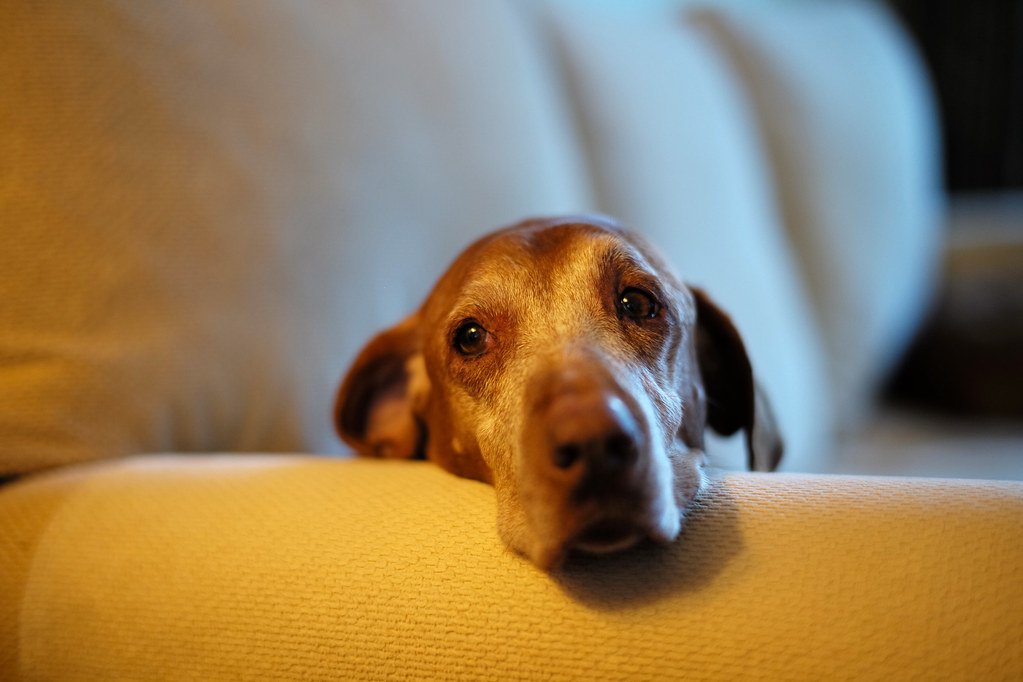 Vizsla (image credits: flickr)