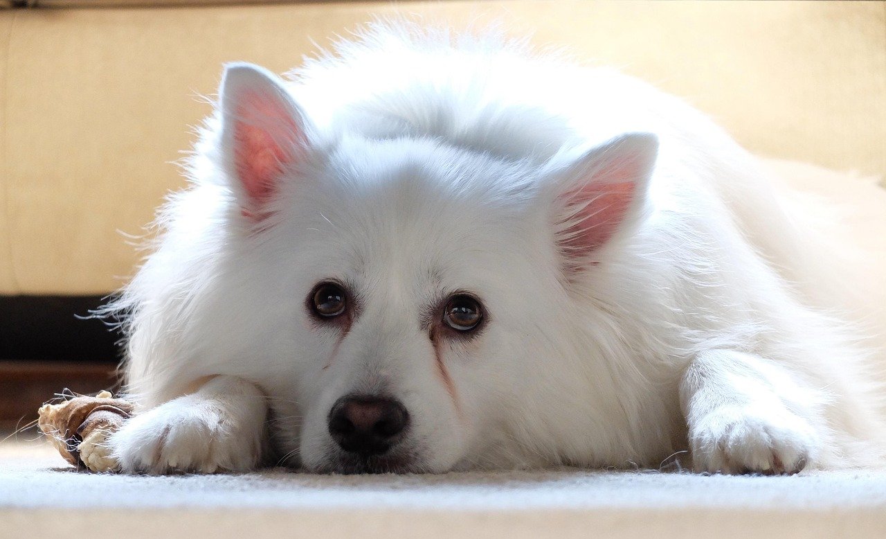 American Eskimo Dog (image credits: pixabay)