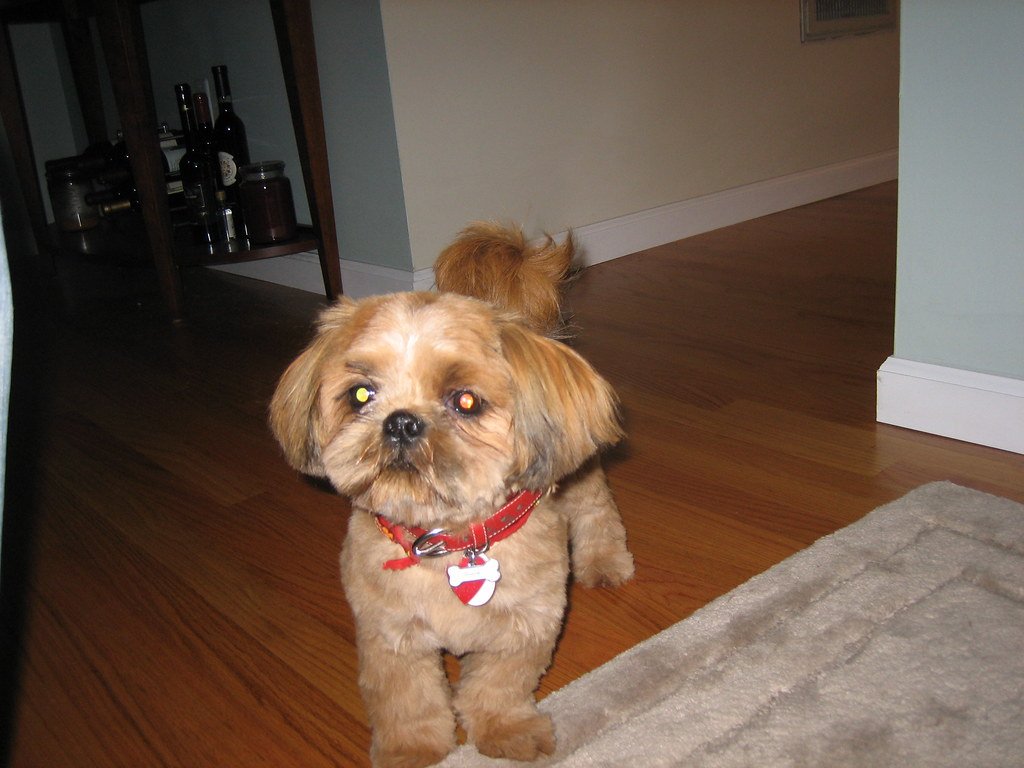 Shih Tzu (image credits: flickr)
