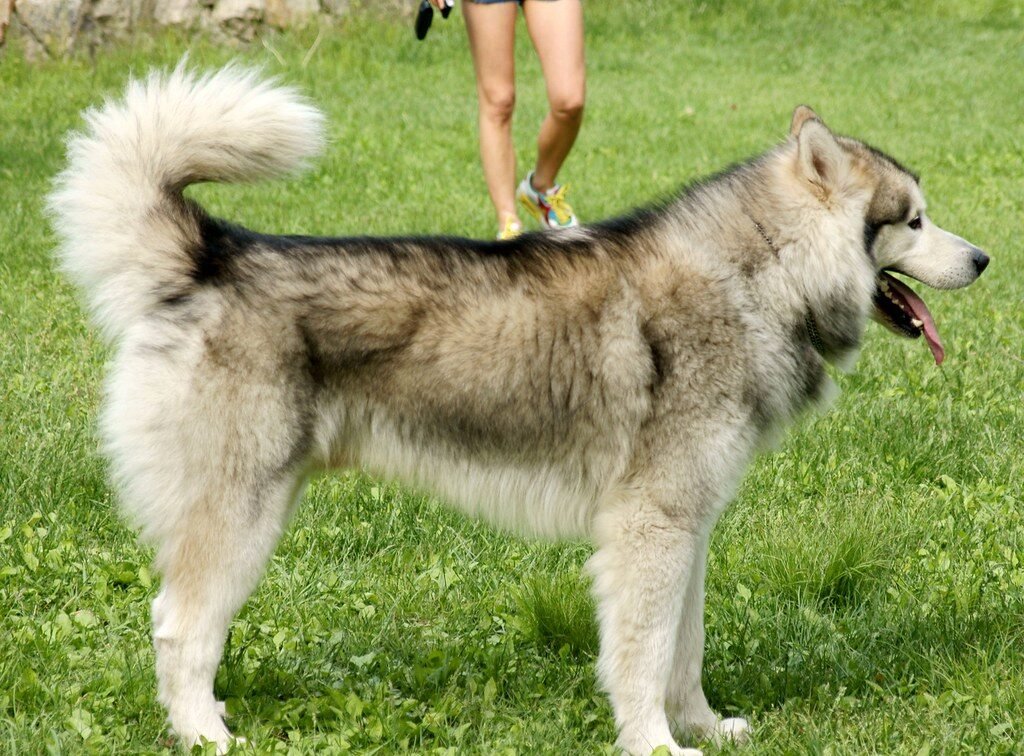 Alaskan Malamute: The Mighty Explorer