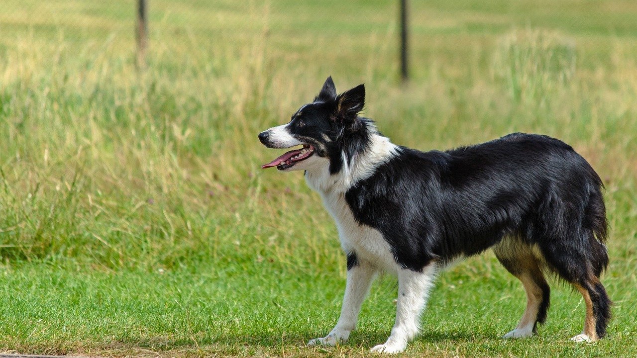 Border Collie: The Workaholic That Never Clocks Out (image credits: pixabay)