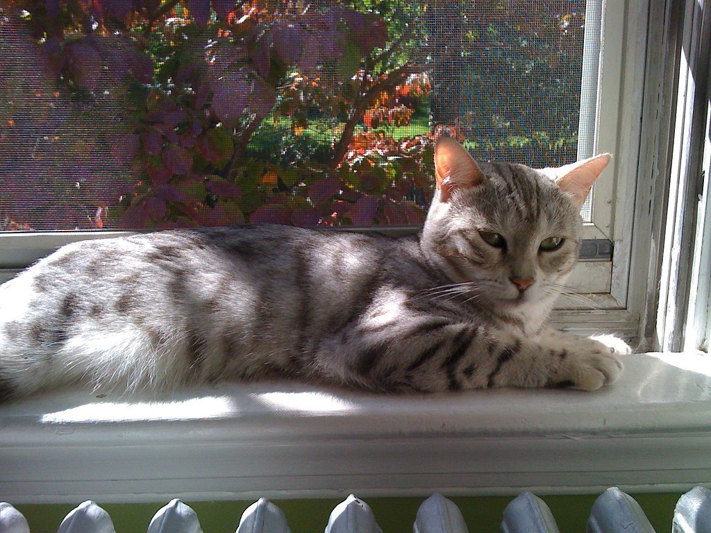 Egyptian Mau: The Skittish Sprinter (image credits: flickr)