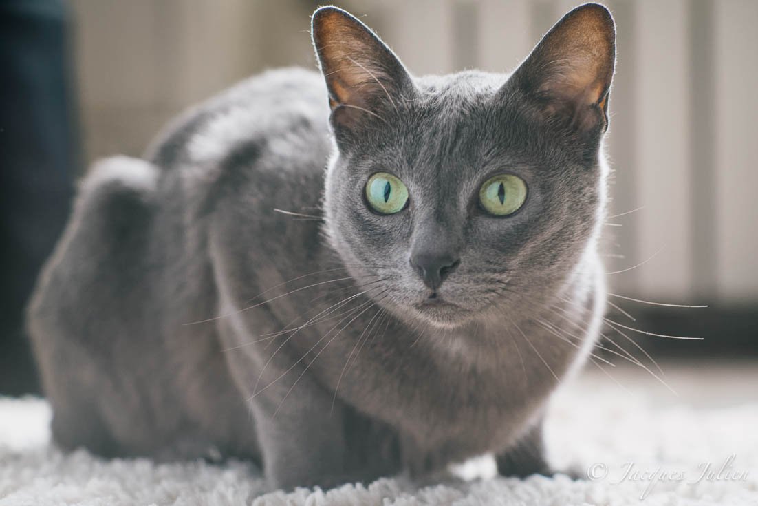 Korat: The Sensitive Soul (image credits: wikimedia)