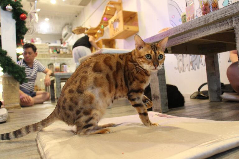 10 Cat Breeds That Don't Do Well With Humans