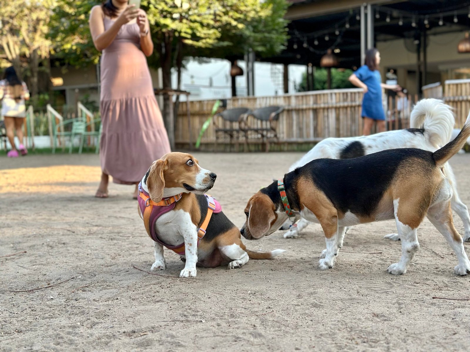 Pack Mentality: Independence vs. Loyalty (image credits: wikimedia)