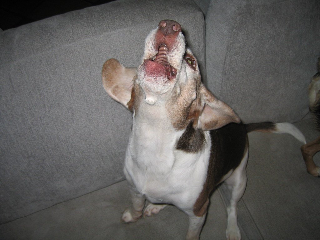 Vocal Nature: Barking and Baying (image credits: flickr)