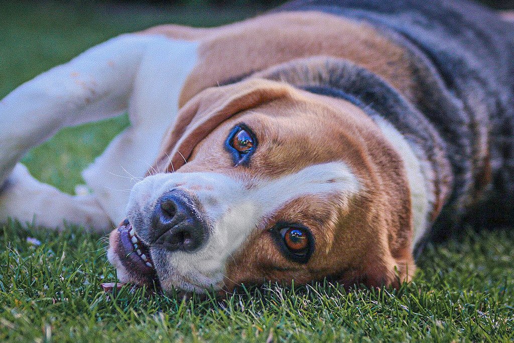 Sensitivity to Repetition (image credits: flickr)