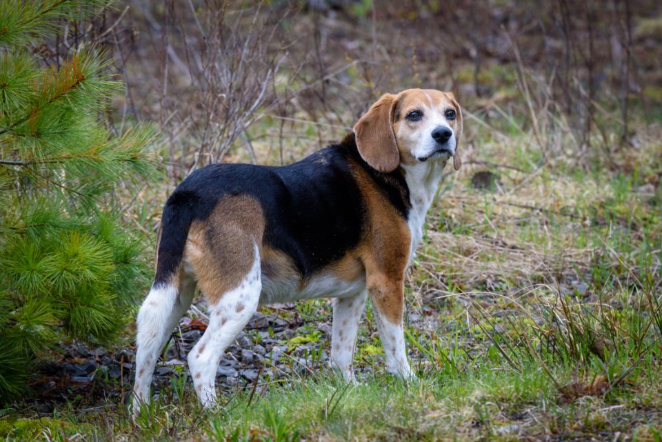 Why Beagles Are One of the Hardest Dogs to Train