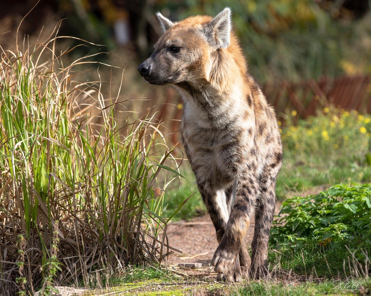 They Can Survive in Extreme Desert Conditions (image credits: pixabay)
