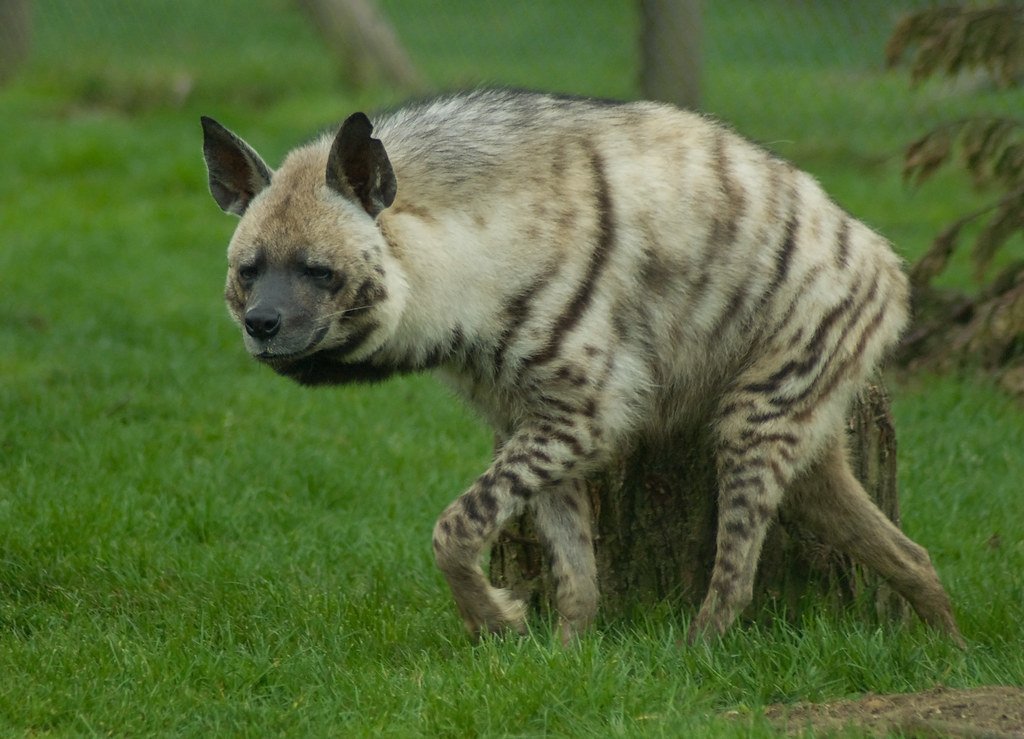 They Play a Crucial Role as Nature's Cleanup Crew (image credits: flickr)