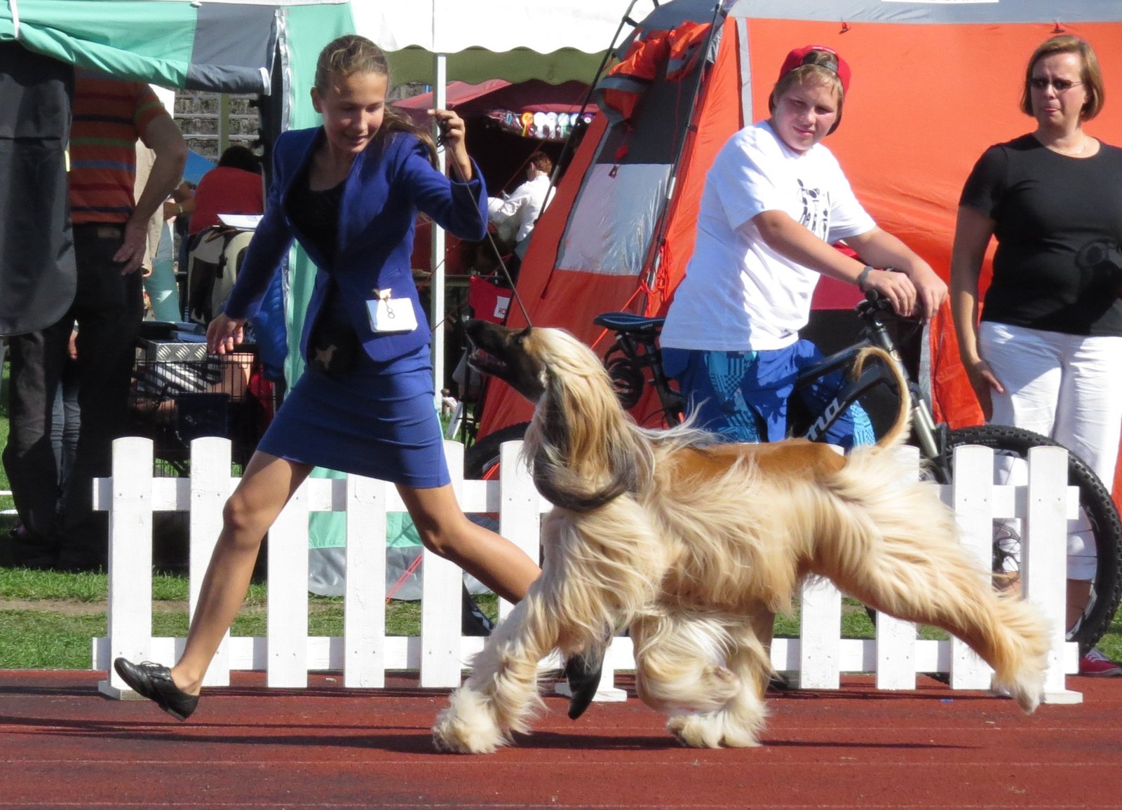 Afghan Hound: The Glamour Queen with Expensive Tastes (image credits: wikimedia)
