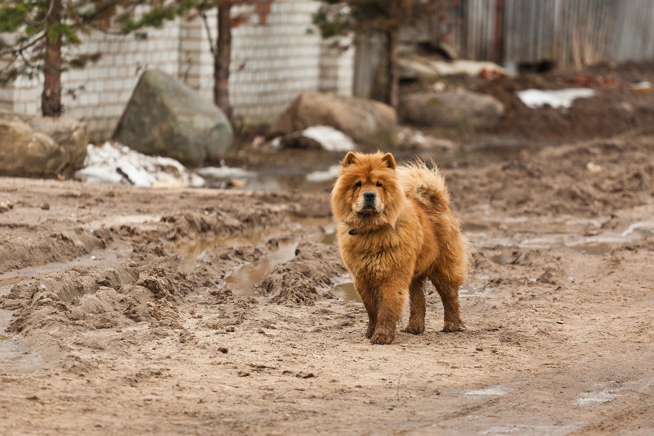 Chow Chow: A Lion’s Mane and a Lion’s Appetite for Cash (image credits: pixabay)