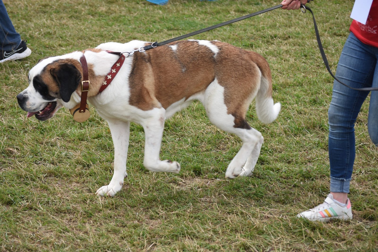 Saint Bernard: The Gentle Giant with Titanic Needs (image credits: wikimedia)