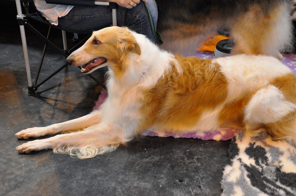 Borzoi: The Elegant Eccentric (image credits: flickr)