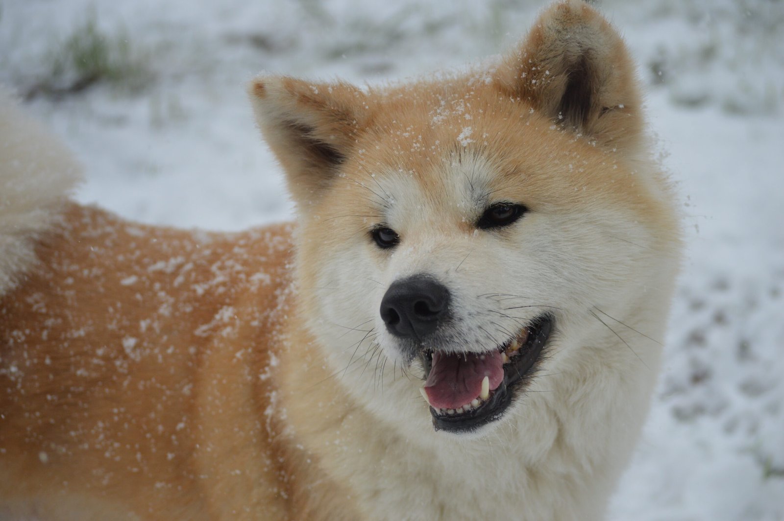 Akita: The Stubborn Guardian (image credits: wikimedia)