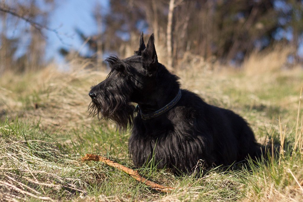 Scottish Terrier: The Dapper Rebel (image credits: flickr)