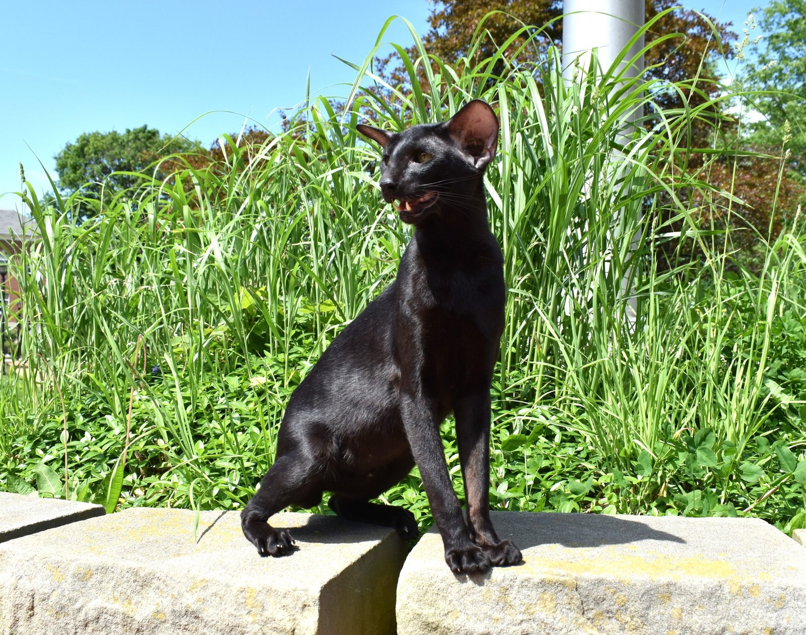 Oriental Shorthair: Social Butterfly With a Loud Voice (image credits: wikimedia)
