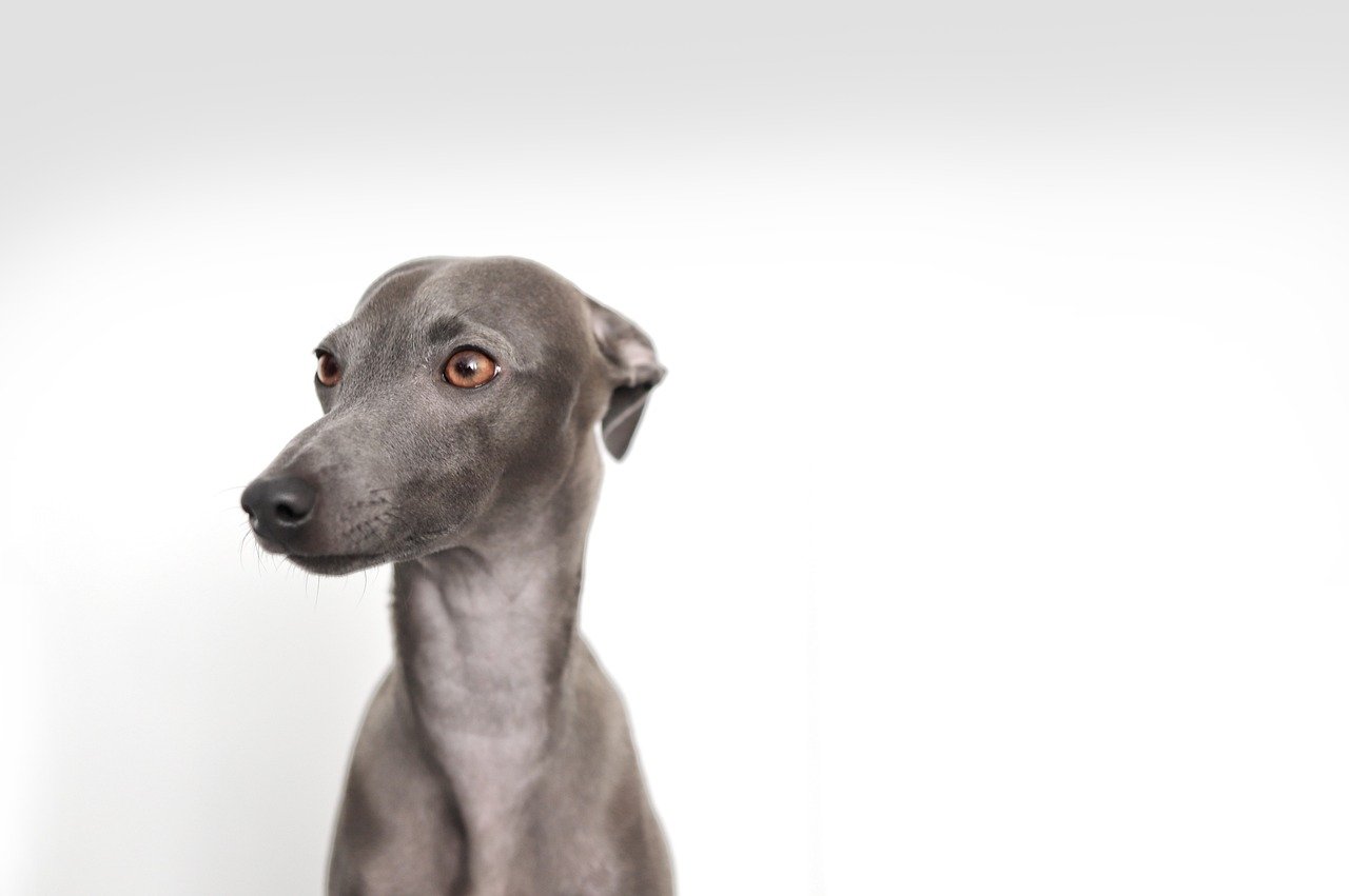 Italian Greyhound (image credits: pixabay)
