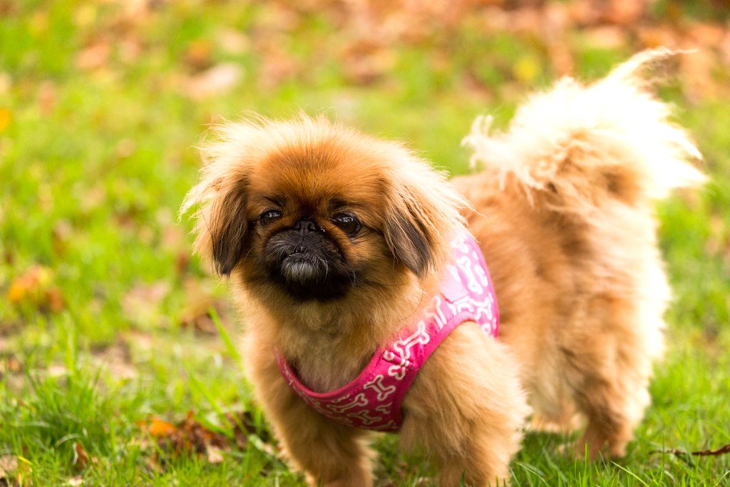 Pekingese (image credits: flickr)