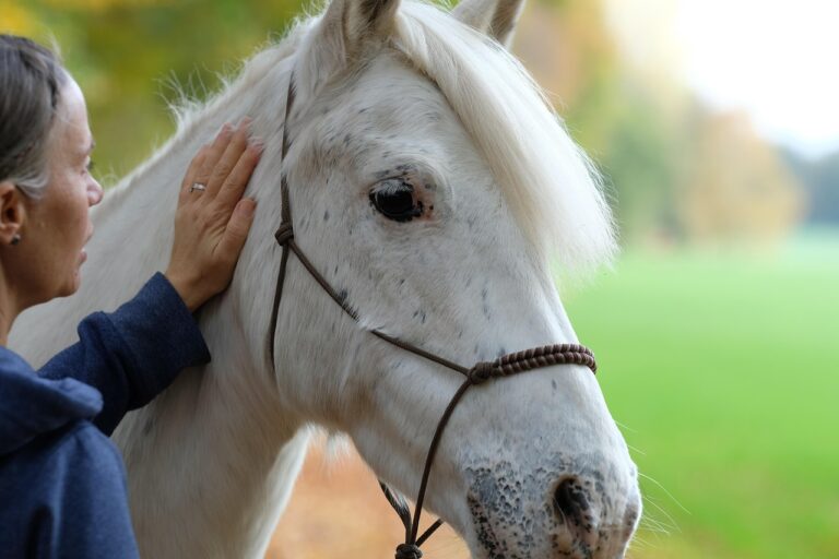10 Emotional Rewards Of Owning And Caring For A Senior Horse