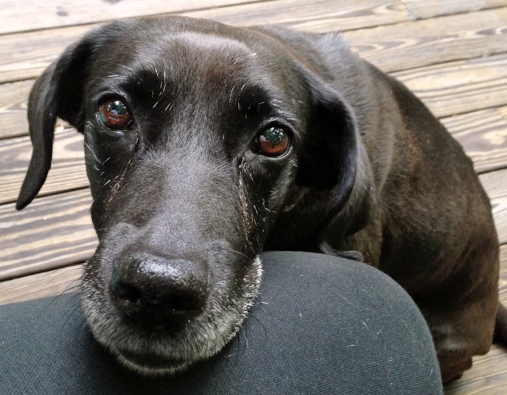 Health Considerations: When Silence Could Signal a Problem (image credits: flickr)